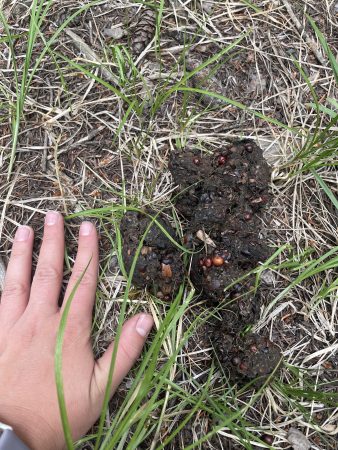 A DMLK Explore Outside participants exhibits the size of bear scat by comparing it to their hand size