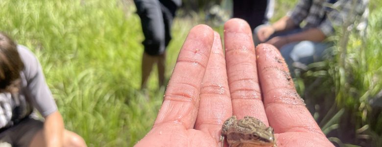 A Lincoln Hills Cares Watershed Program participant shows a little frog in their hand