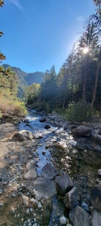 A creek in the sunlight lined by pine trees